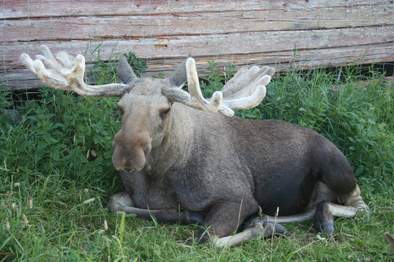 Ein Elchbulle (Alces alces alces) im Elchpark von Orrviken am 29.7.2008.