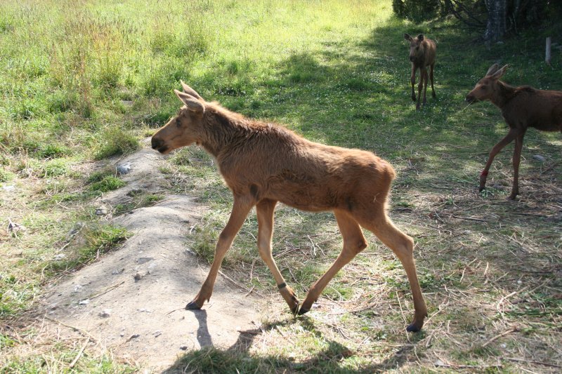 Ein Elchjunges im Elchpark von Orrviken am 29.7.2008.