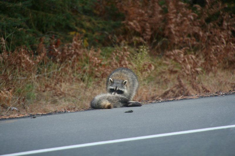 Ein etwas unvorsichtiger Waschbr (Procyon lotor), welcher sich ber einen von 2 weiteren berfahrenen Waschbren hermacht. Hoffen wir nicht, dass es der dritte im Kanadischen Algonquin Park am Morgen des 12.10.2009 wird.

