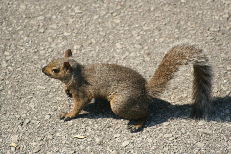 Ein Grauhrnchen (Sciurus carolinensis) bei der Suche nach Erdnssen. Ontario 15.8.2009.