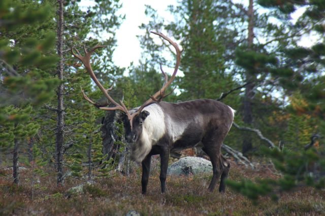 Ein grosser Ren-Bulle in Hrjedalen/Schweden.