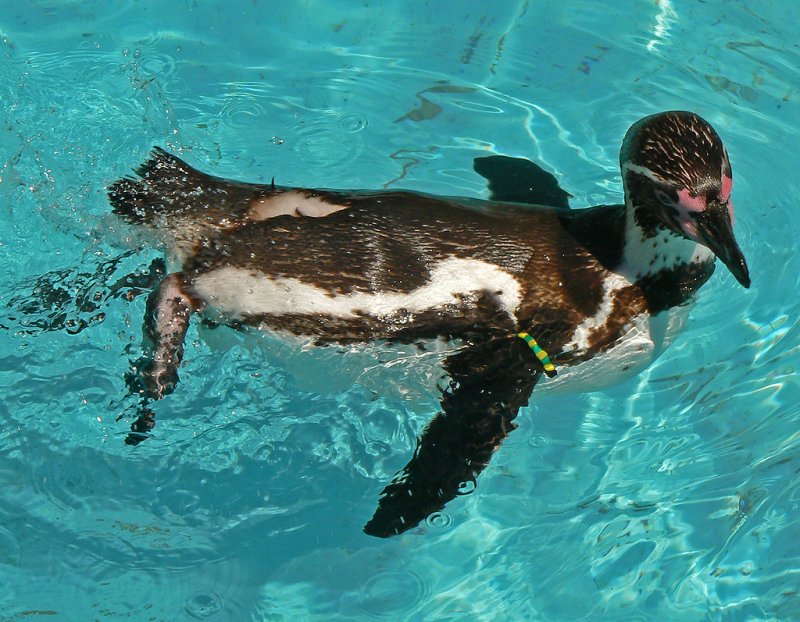 ein Humboldt Pinguin im Klner Zoo