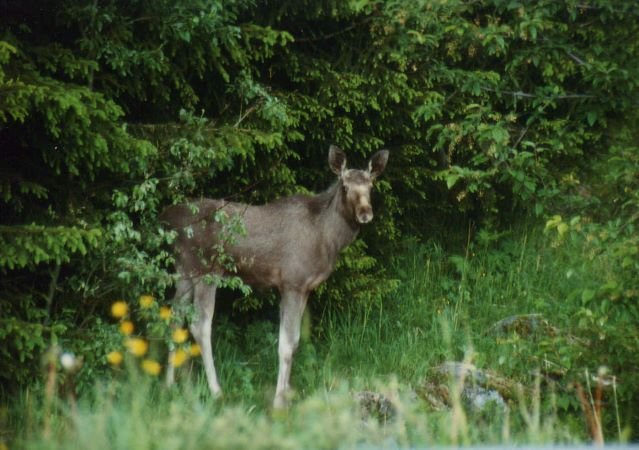 Ein junger Elch steht neugierig am Straenrand der E 134 bei Kongsberg.