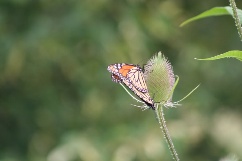 Ein Monarchfalter (Danaus plexippus) an einer Wilden Karde am 31.7.2009 im Bronte Creek park (Ontario).
