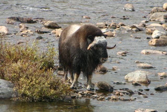 Ein Moschus durchquert die Kaldvella. 