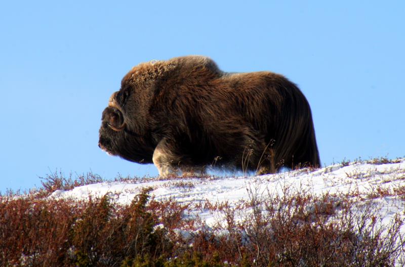 Ein Moschusbulle im Dovrefjell; 05.10.2009