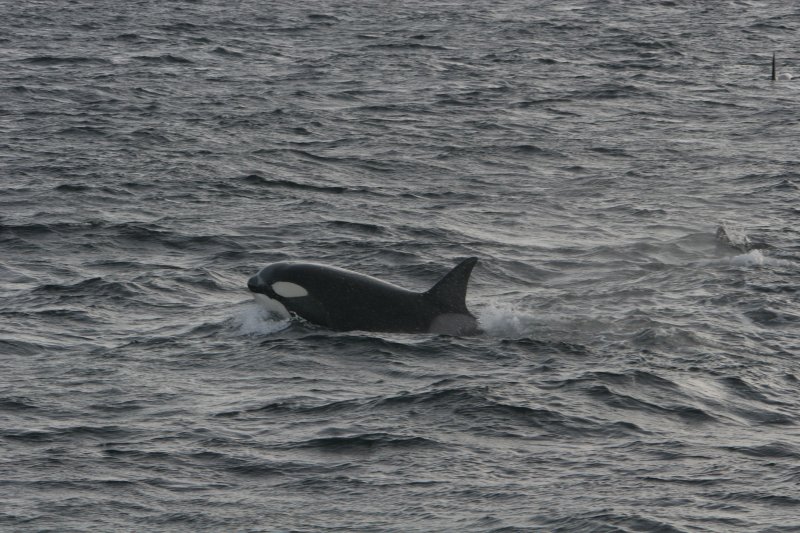 Ein Orca beim groen Heringszug im nordnorwegischen Vestfjorden. Oktober 2005