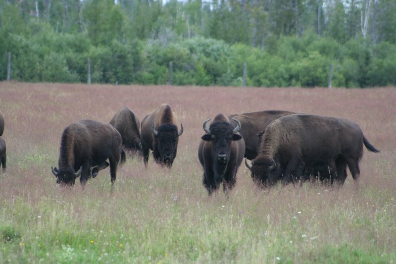 Ein paar Bisons (Bison bison) auf einer Weide in Nordontario. 8.8.2009 bei Elk Lake.