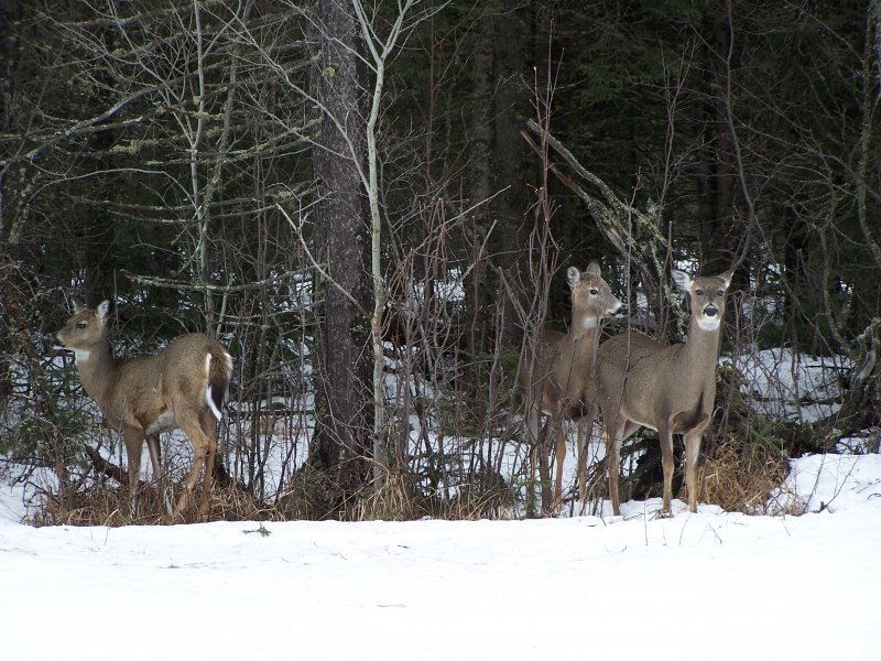 Ein paar Deers (Weisswedelhirsche - Odocoileus virginianus borealis) in den weiten Wäldern Minnessotas.Anfang April 2006 nähe Lake Superior.
