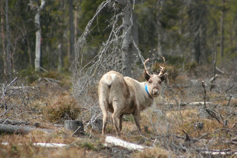 Ein Rentier (Rangifer tarandus) mit einem ziemlich blden Blick. Schwedisch Lappland Mai 2009. 