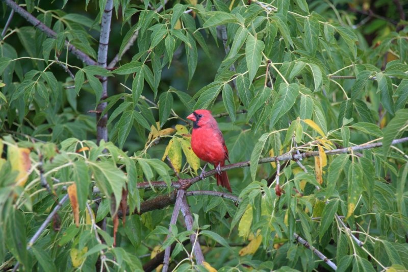 Ein Rotkardinal (Cardinalis cardinalis) am Rande des Royal Botanical Garden in Burlington (Ontario) am 3.10.2009.