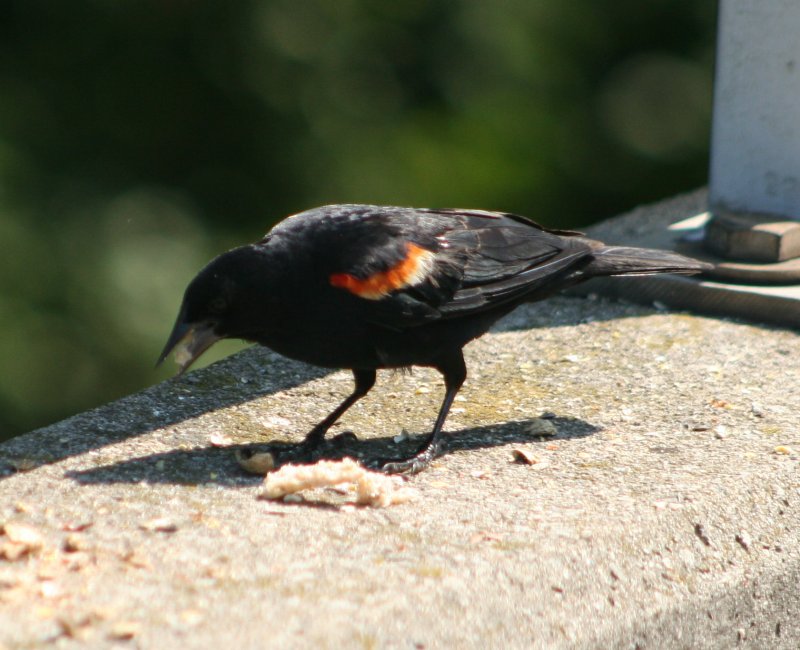 Ein Rotschulterstrling (Agelaius phoeniceus) auf der Suche nach den letzten Ernssen am 15.08.2009 in Burlington (Ontario).
