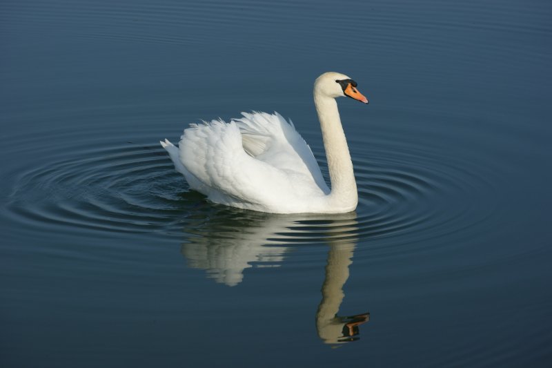 Ein Schwan und sein Spiegelbild.
(April 2009)