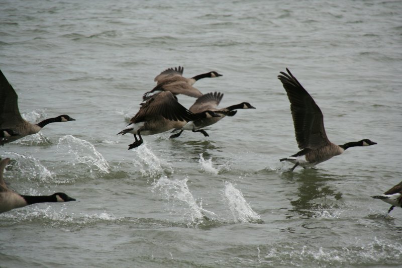 Ein Schwarm Todds Kanadagnse (Branta canadensis interior) beim Startanfang aus dem Niagara River.