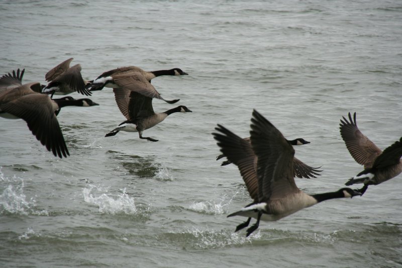 Ein Schwarm Todds Kanadagnse (Branta canadensis interior) beim Starten aus dem Niagara River.
