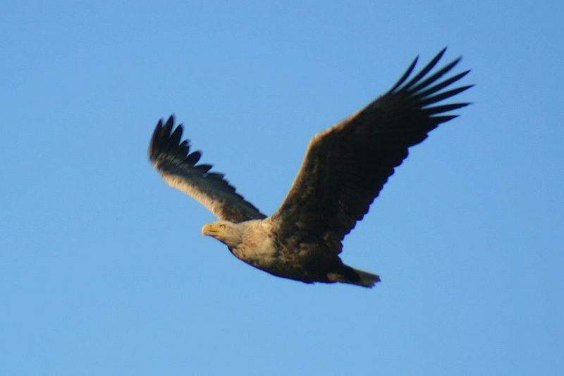 Ein Seeadler hat ein Anglerboot entdeckt und fliegt in dessen Nhe.