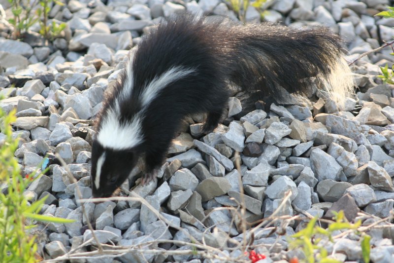 Ein Streifenskunk (Mephitis mephiti) beim abendlichen Rundgang.