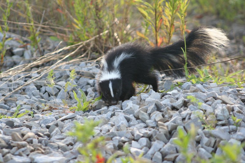 Ein Streifenskunk (Mephitis mephiti) kommt whrend seiner Rundtour bei mir vorbei. Kanada 2009.