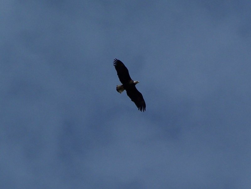 Ein Weikopfseeadler (Haliaeetus leucocephalus) kreist im Itasca-Nationalpark auf der Suche nach Beute. Minnessota April 2006.