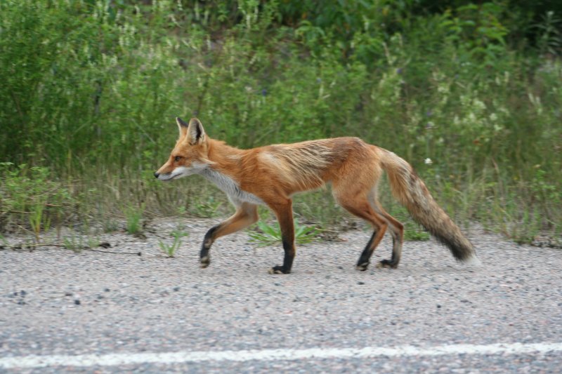 Ein ziemlich magerer Rotfuchs (Vulpes vulpes) am 8.8.2009 bei Elk Lake (Nordontario).



