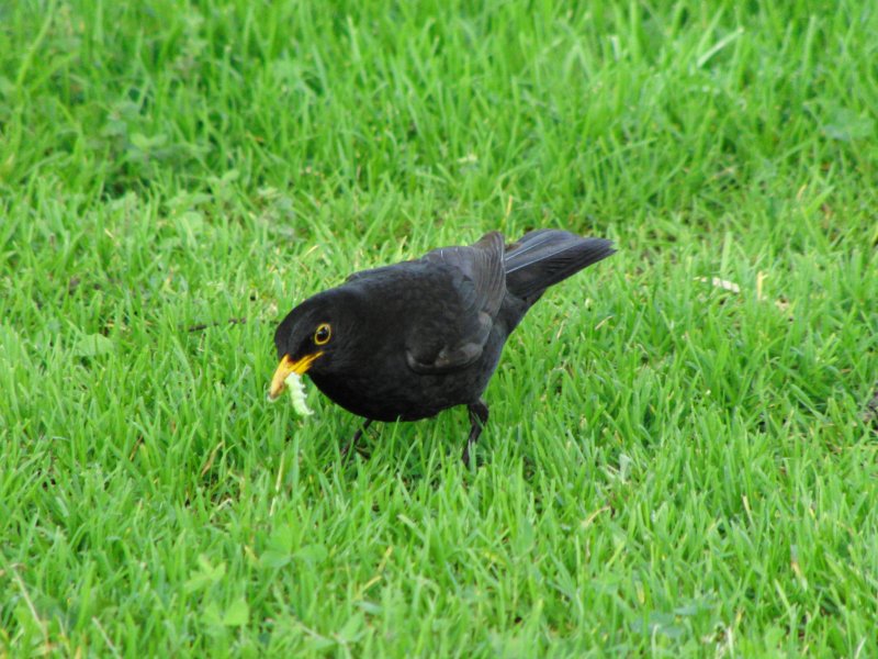 eine Amsel hat eine Raupe gefunden.