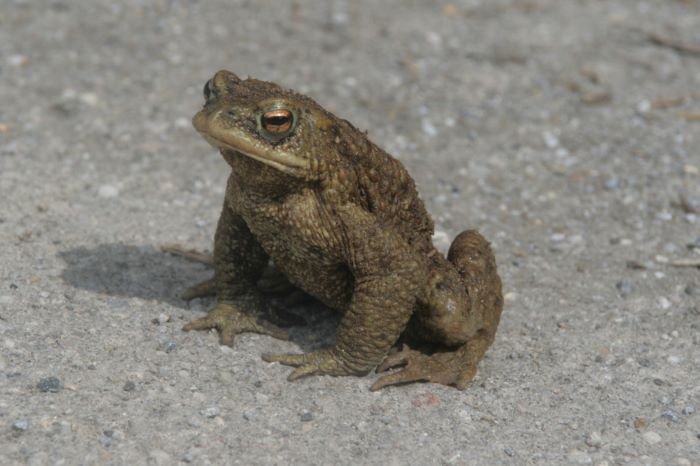 Eine Erdkrte auf der anstrengenden Wanderung ins Paarungsgewsser beim gefhrligsten Moment - der berquerung einer Strae. Zum Glck kam der Fotograf und kein Auto und so wurde nach dem Foto die Reise um eine Straenbreite abgekrzt.