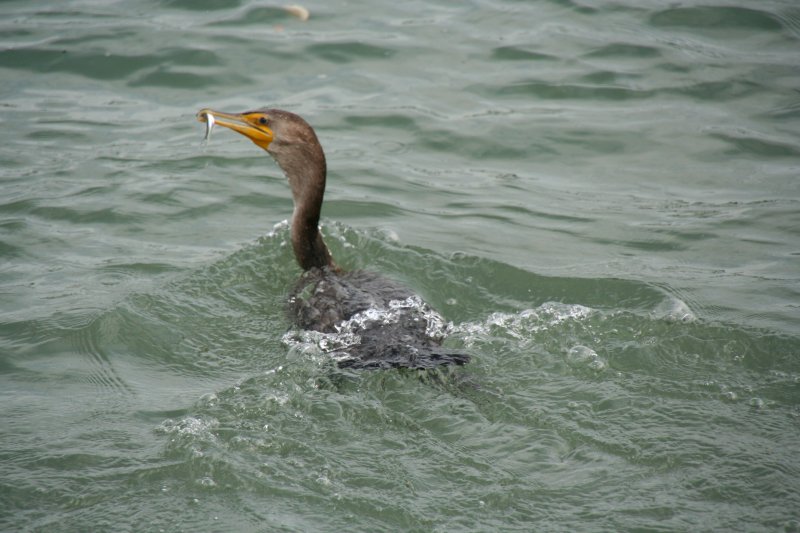 Eine erfolgreich jagende Ohrenscharbe (Phalacrocorax auritus) in den Fluten des Niagara Rivers bei Fort Erie am 3.10.2009.