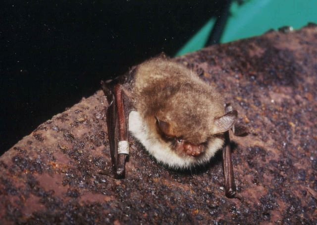 Eine Fransenfledermaus bei der jhrlichen Fledermauszhlung in der Grube Bchenberg.