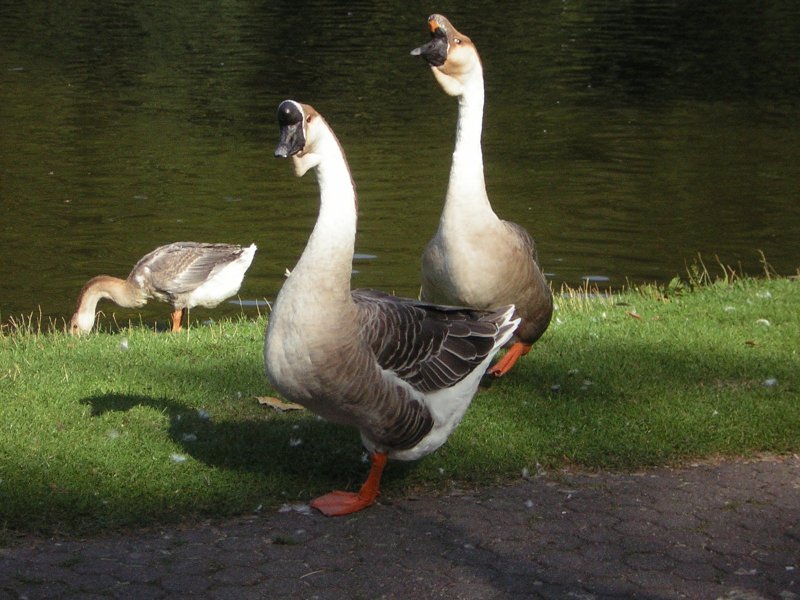 Eine Gruppe von Gnsen. Das Foto habe ich im Deutsch-Franzsichen-Garten in Saarbrcken aufgenommen.