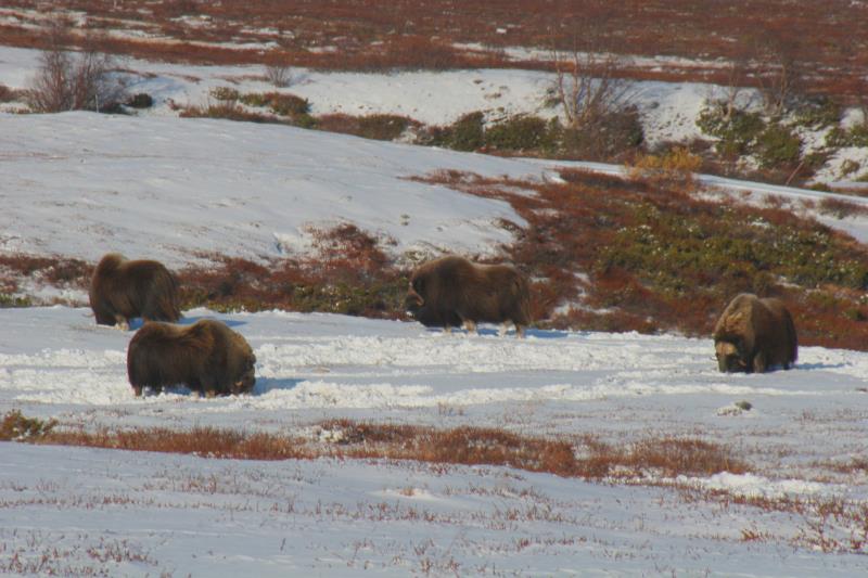 Eine Herde Moschusbullen im Dovrefjell; 05.10.2009