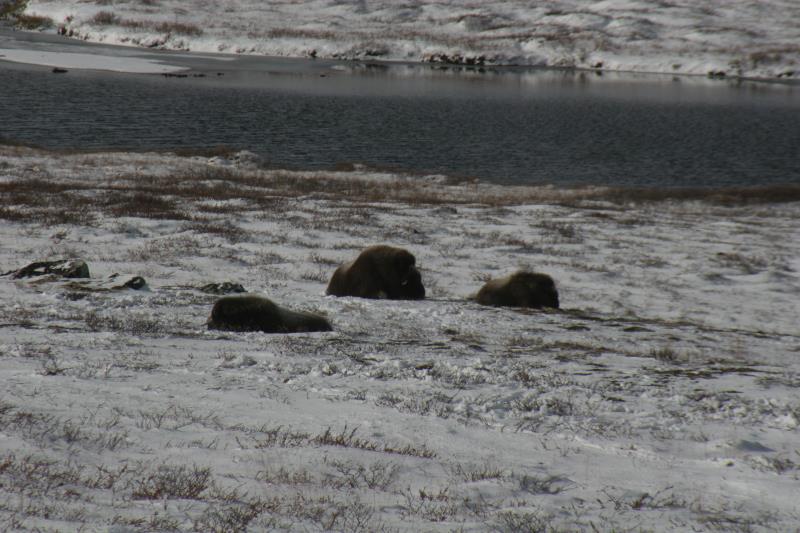 Eine Herde verschlafener Moschusochsen im Dovrefjell; 01.10.2009