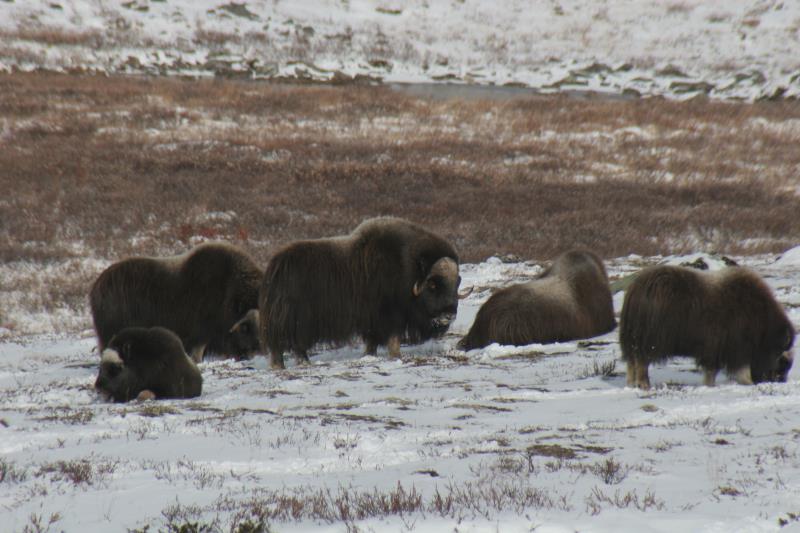 Eine Herde verschlafener Moschusochsen im Dovrefjell; 01.10.2009