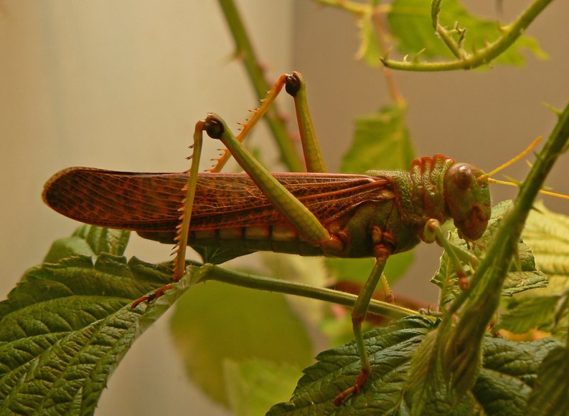 eine Heuschrecke im Insektarium des Klner Zoos, auch hier noch keine passende Kategorie vorhanden