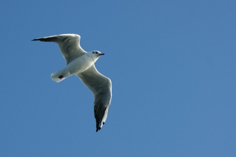 Eine Mwe im Flug.
(September 2009)