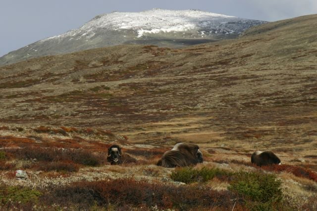 Eine Moschus-Herde im Dovrefjell.