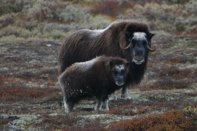 Eine Moschuskuh mit Kalb im Norwegischen Dovrefjell.