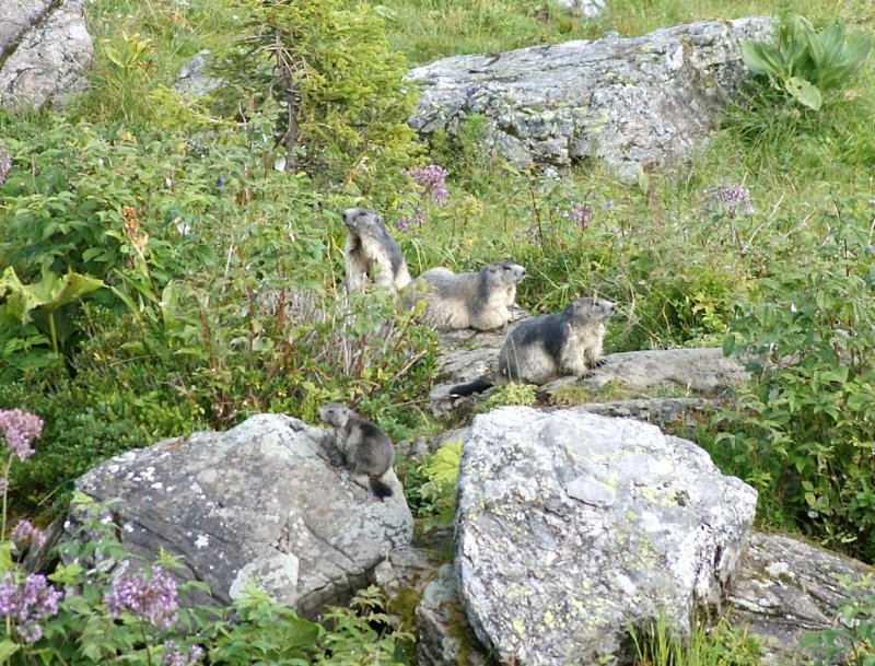 Eine Murmeltierfamilie vor ihrem Bau.
(August 2009)