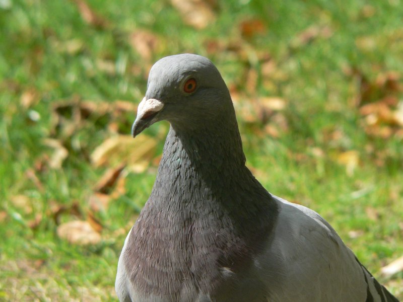 Eine nachdenkliche Taube - 2006 in Chester, England.