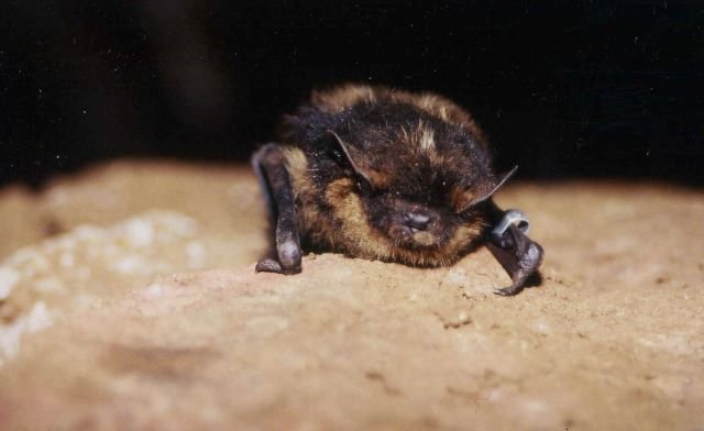 Eine Nordflerdermaus bei der jhrlichen Fledermauszhlung in der Grube Bchenberg.