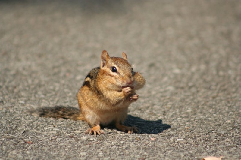 Eine Nuss ist gehamstert. Jetzt bleibt noch Platz in der anderen Backe, um noch eine Nuss zu erhaschen.  Ontario 15.8.2009.
