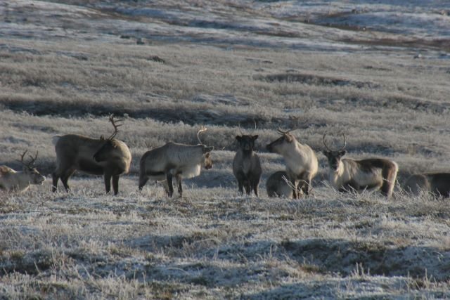 Eine Rentierherde auf dem nordnorwegischen Saltfjell.