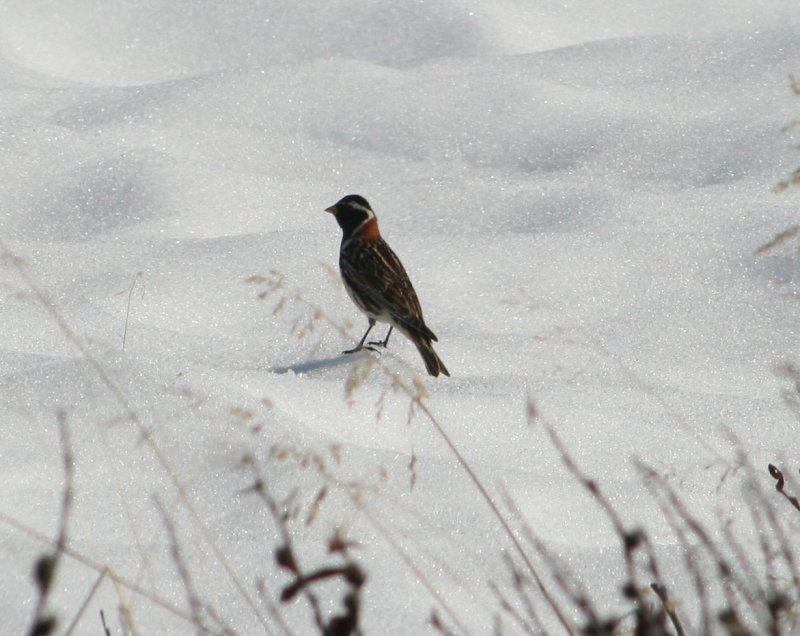 Eine Spornammer (Calcarius lapponicus) im Schwedischen Borgafjll im Mai 2009.