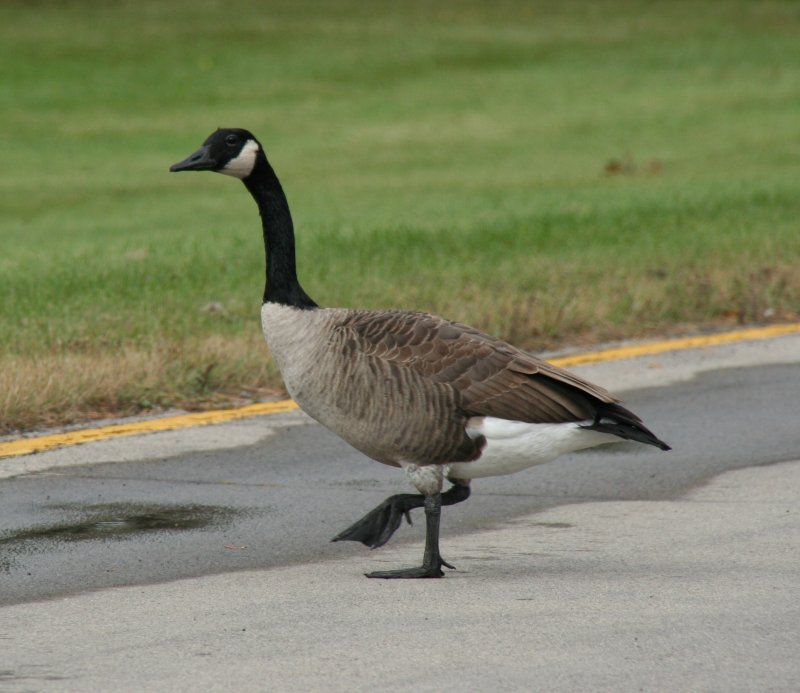 Eine Todd Kanadagans (Branta canadensis interior) hlt den flieenden Verkehr auf dem Niagara-Parkway auf.