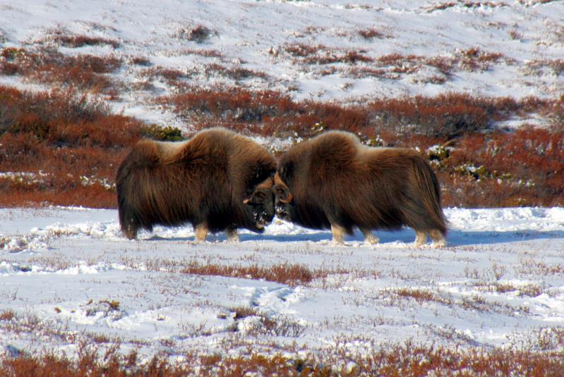 Einer muss ja der Boss sein! Zwei Moschusbullen beim Krftemessen. Dovrefjell, 05.10.2009