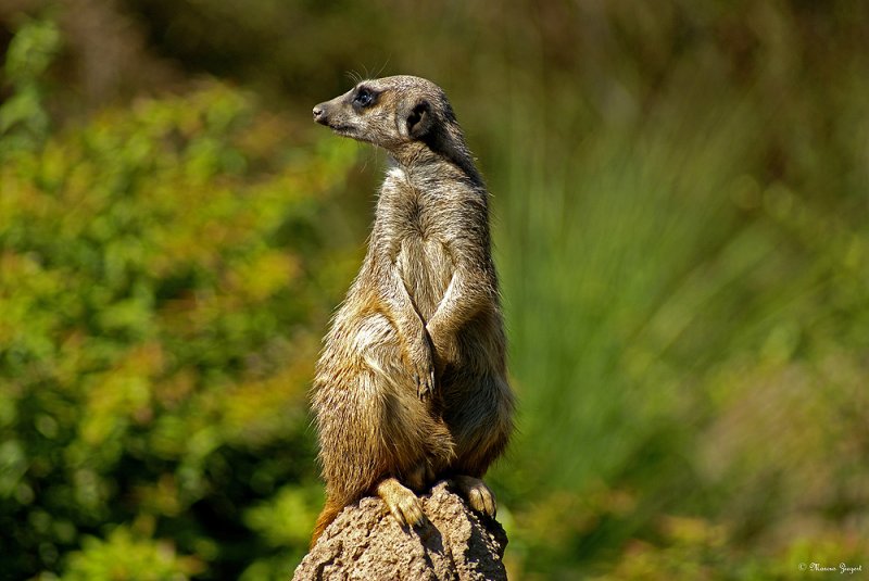 Erdmnnchen - Zoo Leipzig 17.08.2008  | Brennweite 250mm  | 
Blende F5,6 | ISO 100