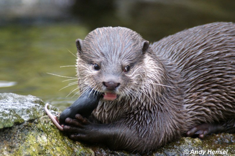 Fische spielen auf dem Speiseplan des Zwergotters (oder auch Kurzkrallenotter) eine untergeordnete Rolle.