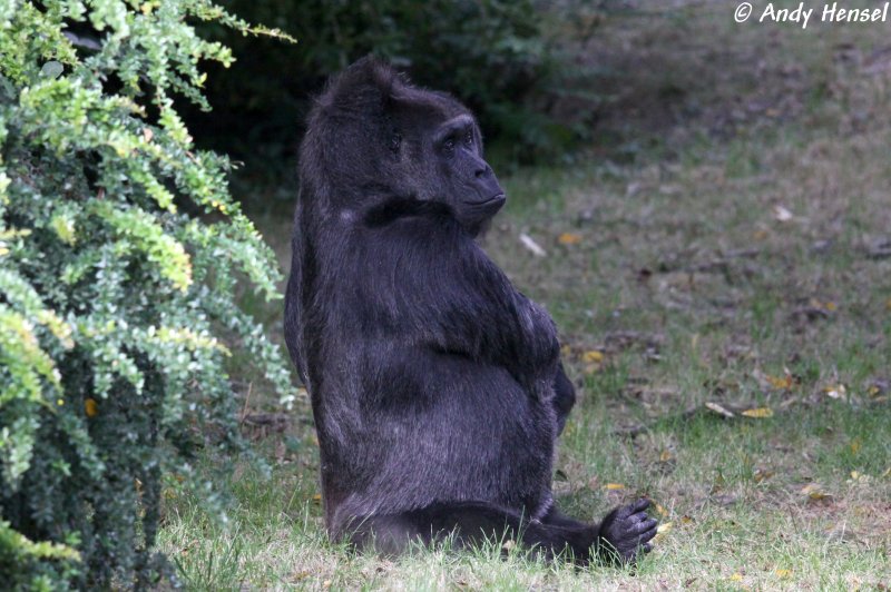 Flachlandgorilla