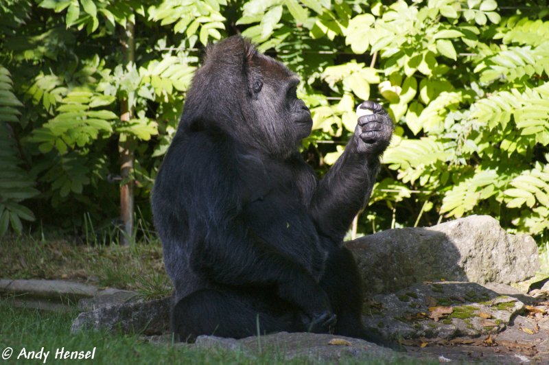 Flachlandgorilla beim Begutachten des Futters.