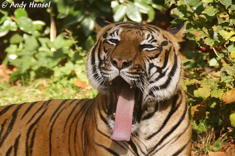  Ghhhn . Indochinesischer Tiger.