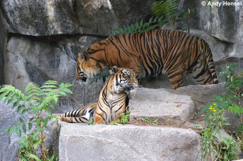 Ganz schner Brocken, der Hintere. Sibirische Tiger oder auch Amurtiger